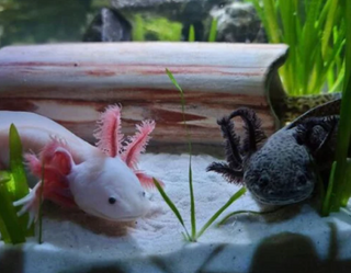 Good news for axolotls: Study finds captive breeding works, bringing hope for the species’ future