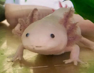 Endangered axolotl release raises hopes for rare amphibian