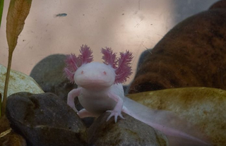 Last wild axolotls could disappear from Xochimilco’s canals next year