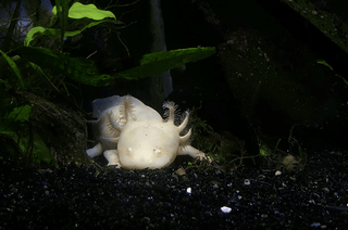 15 Axolotl Facts That Will Make You Want to Protect Them (2026) - ouraxo