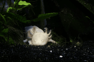 15 Axolotl Facts That Will Make You Want to Protect Them (2026) - ouraxo