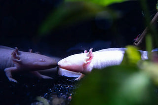axolotl in the water with its reflection