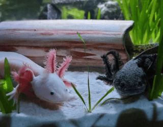 Good news for axolotls: Study finds captive breeding works, bringing hope for the species’ future - ouraxo