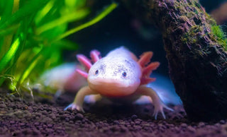 Meet ourAXO: The Brand on a Mission to Save a Magical Creature - ouraxo
