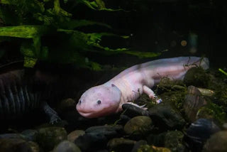 There Are 100 Wild Axolotls Left on Earth & Here’s How a T-Shirt Helps (2026 Guide) - ouraxo